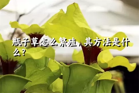 瓶子草怎么繁殖，其方法是什么？