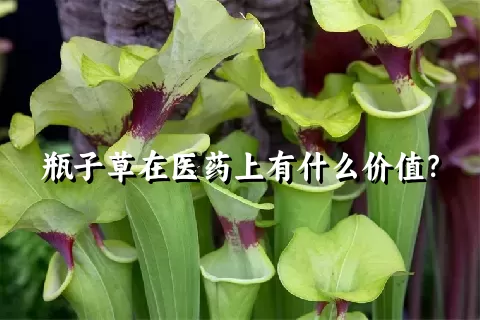 瓶子草在医药上有什么价值？