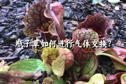 瓶子草如何进行气体交换？