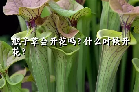 瓶子草会开花吗？什么时候开花？