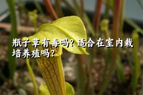 瓶子草有毒吗？适合在室内栽培养殖吗？