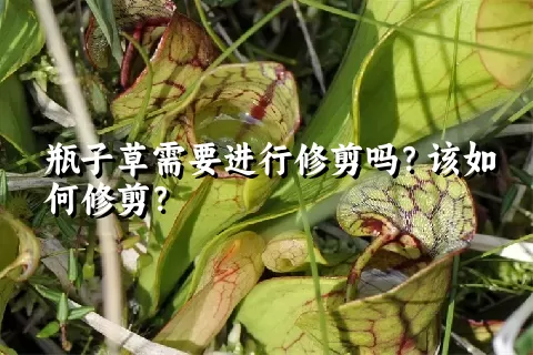 瓶子草需要进行修剪吗？该如何修剪？