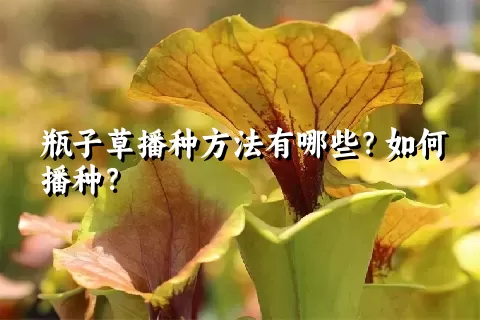 瓶子草播种方法有哪些？如何播种？