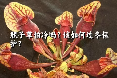 瓶子草怕冷吗？该如何过冬保护？