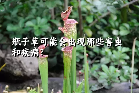 瓶子草可能会出现那些害虫和疾病？