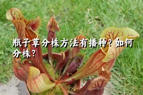 瓶子草分株方法有播种？如何分株？