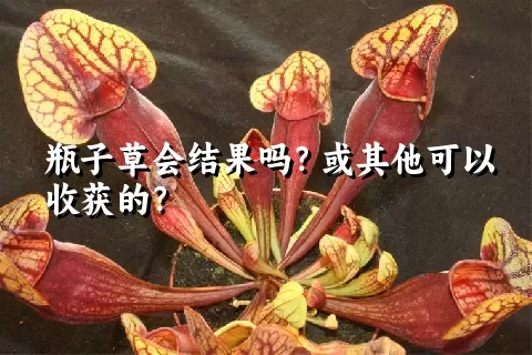 瓶子草会结果吗？或其他可以收获的？