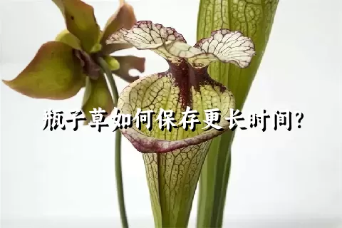 瓶子草如何保存更长时间？