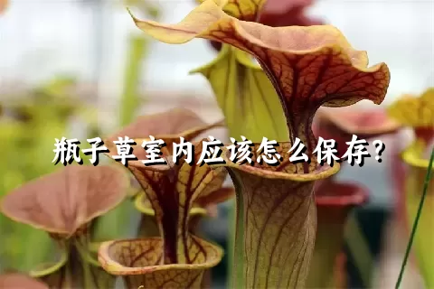 瓶子草室内应该怎么保存？