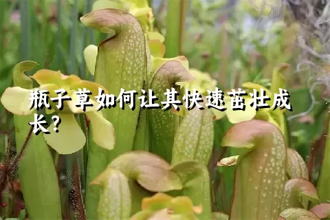 瓶子草如何让其快速茁壮成长？