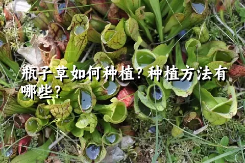 瓶子草如何种植？种植方法有哪些？