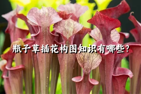 瓶子草插花构图知识有哪些？