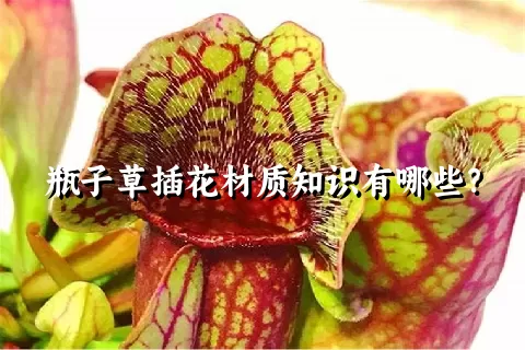 瓶子草插花材质知识有哪些？