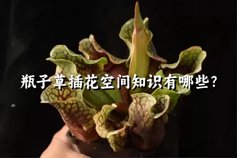 瓶子草插花空间知识有哪些？