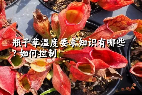 瓶子草温度要求知识有哪些？如何控制