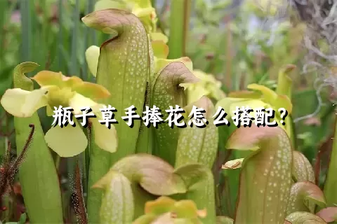 瓶子草手捧花怎么搭配？