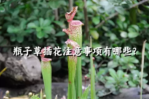 瓶子草插花注意事项有哪些？