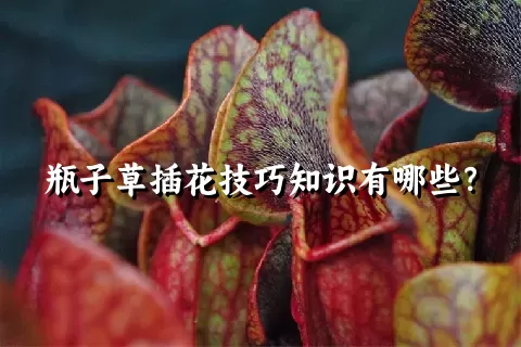 瓶子草插花技巧知识有哪些？