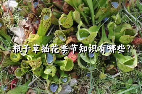 瓶子草插花季节知识有哪些？