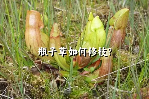 瓶子草如何修枝？