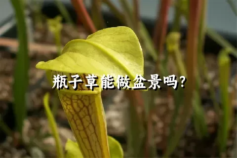 瓶子草能做盆景吗？