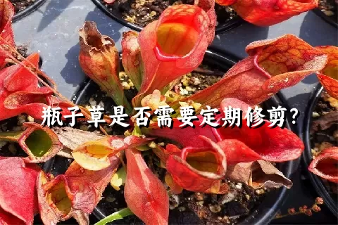 瓶子草是否需要定期修剪？