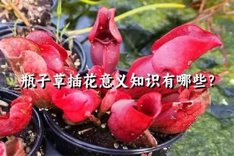 瓶子草插花意义知识有哪些？