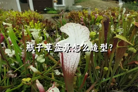 瓶子草盆景怎么造型？