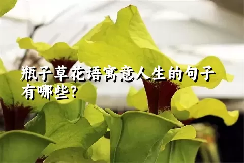 瓶子草花语寓意人生的句子有哪些？