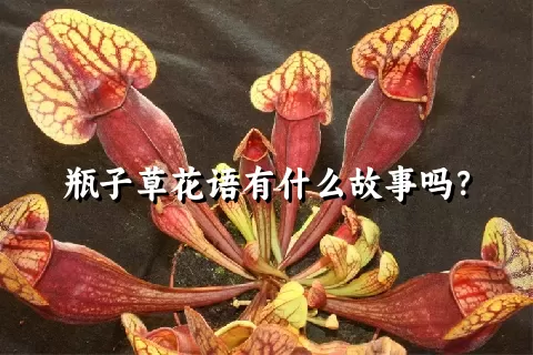 瓶子草花语有什么故事吗？