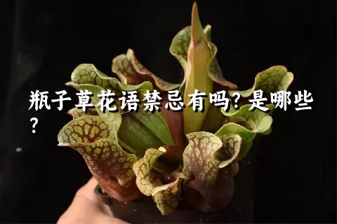 瓶子草花语禁忌有吗？是哪些？