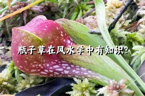 瓶子草在风水学中有知识？