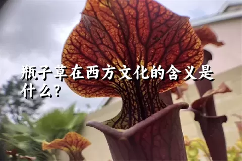 瓶子草在西方文化的含义是什么？