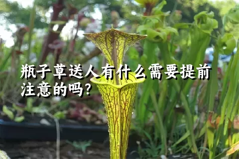 瓶子草送人有什么需要提前注意的吗？