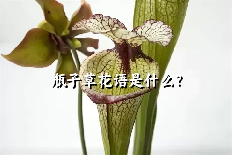 瓶子草花语是什么？