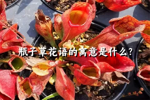 瓶子草花语的寓意是什么？