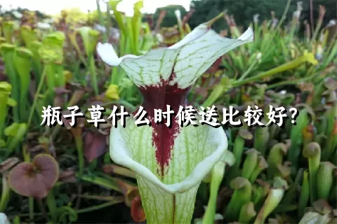 瓶子草什么时候送比较好？