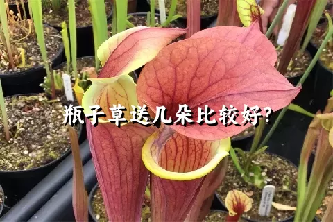 瓶子草送几朵比较好？