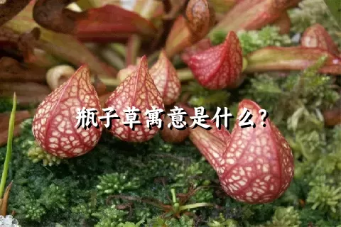 瓶子草寓意是什么？