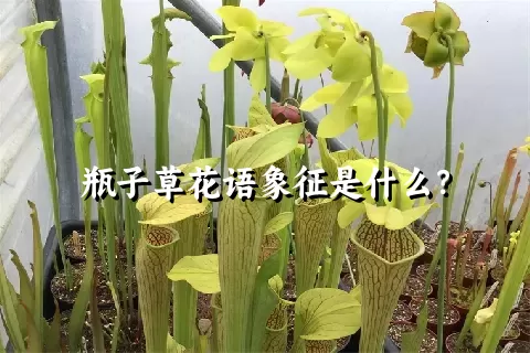 瓶子草花语象征是什么？