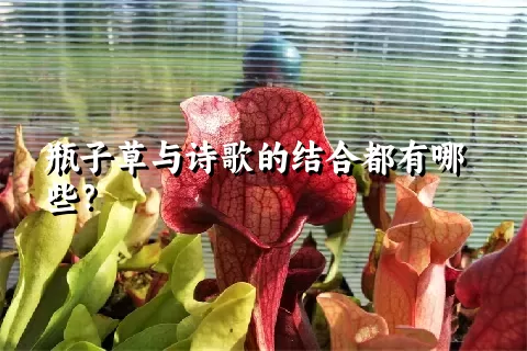 瓶子草与诗歌的结合都有哪些？