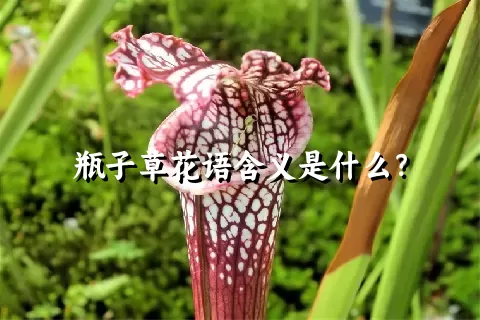 瓶子草花语含义是什么？