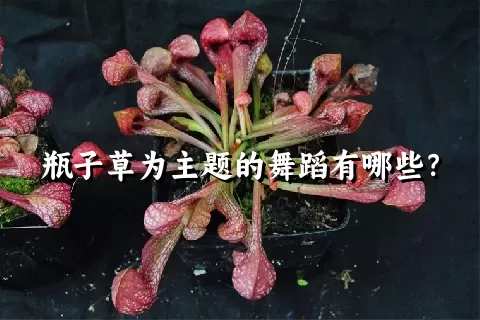 瓶子草为主题的舞蹈有哪些？