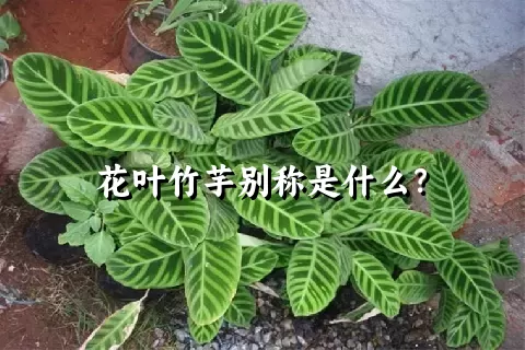 花叶竹芋别称是什么？