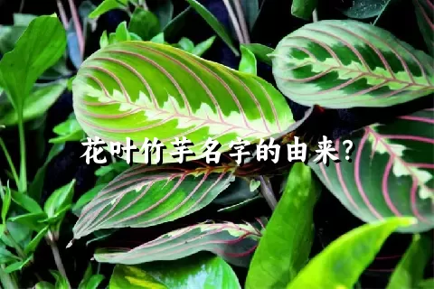 花叶竹芋名字的由来？