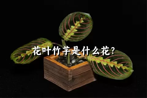 花叶竹芋是什么花？