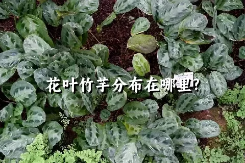 花叶竹芋分布在哪里?