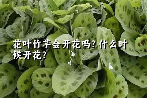 花叶竹芋会开花吗？什么时候开花？