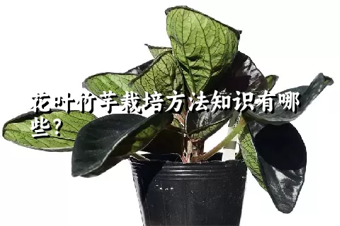 花叶竹芋栽培方法知识有哪些？