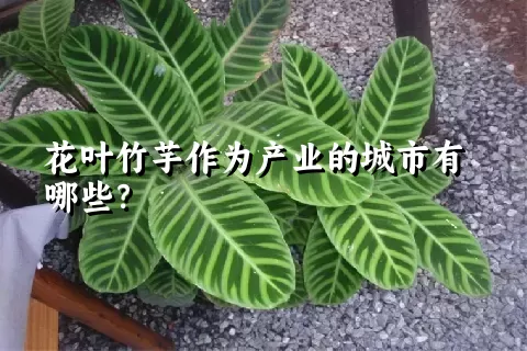 花叶竹芋作为产业的城市有哪些？